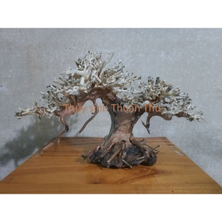 Lũa Bonsai Thủy Sinh nhiều size (lũa ghép)