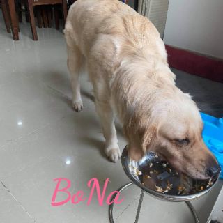 Bát ăn cho chó lớn Cao 25cm - bát 26cm