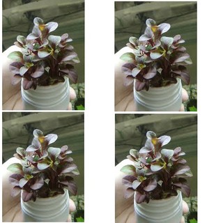 Cây hồng xoăn thủy sinh- cây thủy sinh trồng tiền cảnh dễ trồng dễ chăm sóc