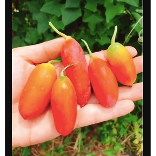 20 Hạt giống Cây Bình Bát Dây ( mảnh bát )