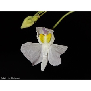 Cỏ giấy nephrophylla x geminiloba, utricularia nephrophylla x geminiloba