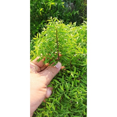 Mai chiếu thủy lá rêu