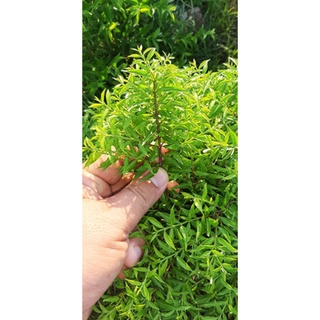 mai chiếu thủy lá rêu