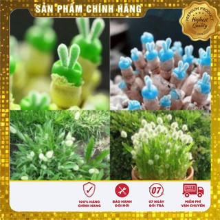 Bộ gói hạt giống Cỏ đuôi thỏ