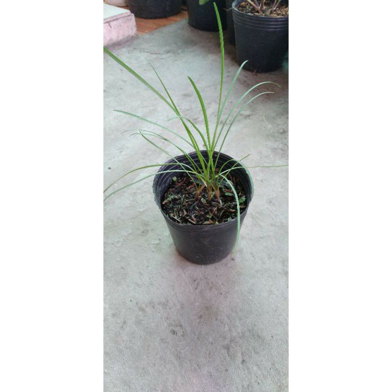 Huệ tỏi  gia vị ăn chay .