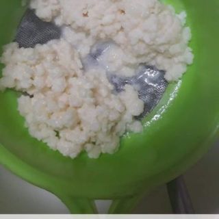 Nấm sữa kefir tây tạng nuôi bằng sữa bò trang trại vắt mới mỗi ngày luôn có sẵn
