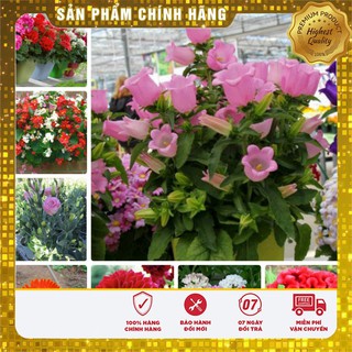 COMBO 8 loại hoa tết dễ trồng ra hoa đẹp