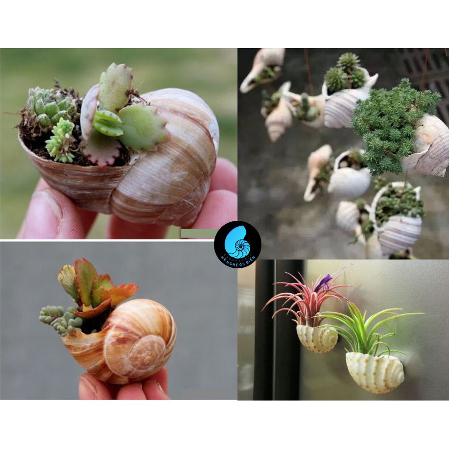 Vỏ Ốc làm chậu trồng cây mini phong cách Vỏ Ốc Xà cừ c.ẩ.m t.h.ạ.c.h tự nhiên - trồng cây xương rồng, sen đá cảnh