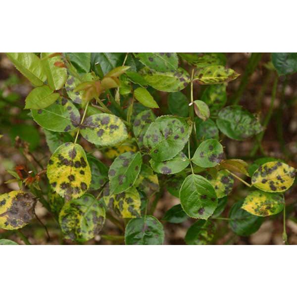 Trị vàng lá,đốm lá cho hoa lan,hoa hồng