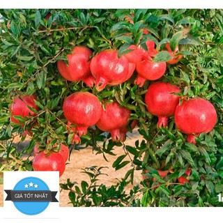 Hạt giống Lựu đỏ lùn (15 hạt)