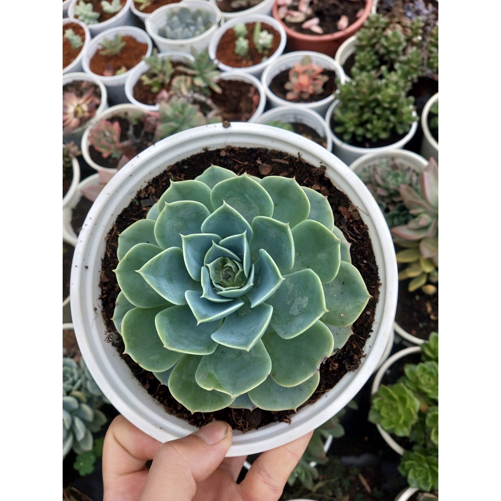 Sen đá hoa hồng xanh size trung