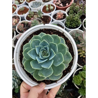 Sen đá hoa hồng xanh size trung