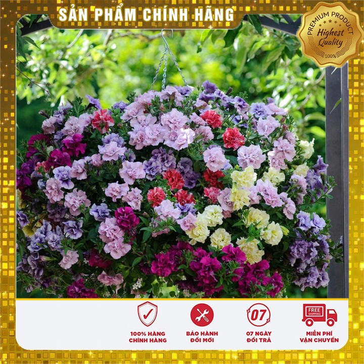 Hạt giống hoa dạ yến thảo rủ mix F1 nhiều màu