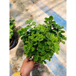Sen thơm Nhất Mạt Hương size lớn