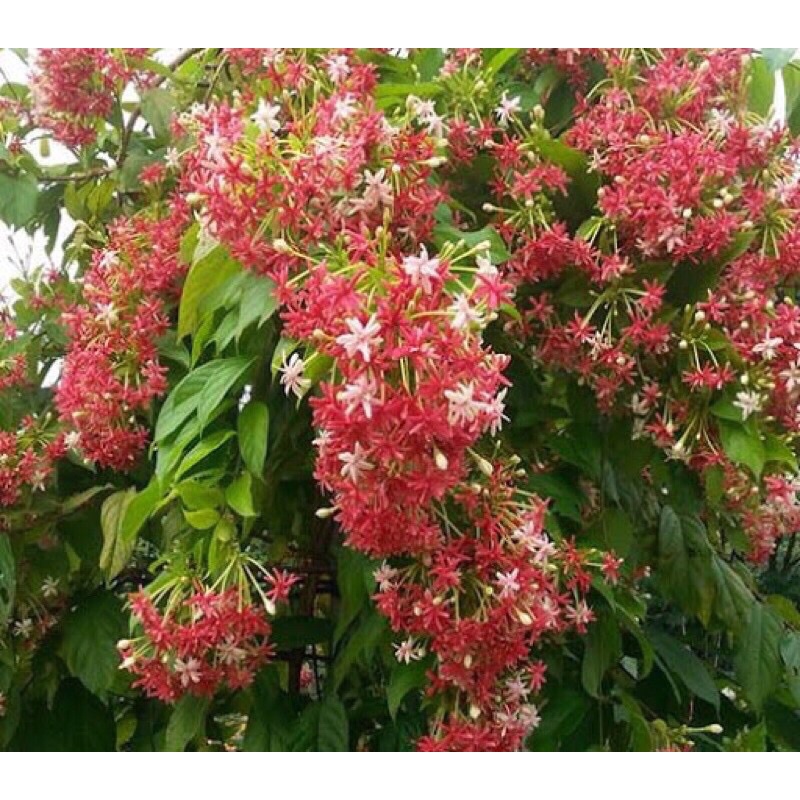 Cây giống hoa Sử quân tử (hoa giun)