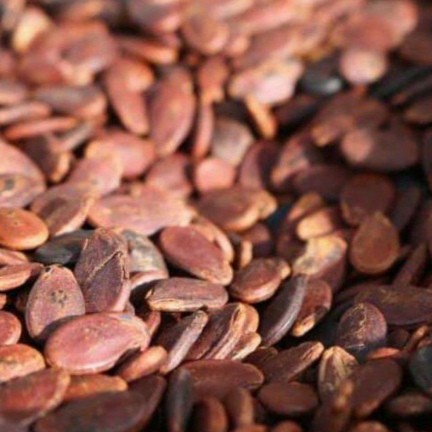 HẠT DƯA NHỎ KHÔNG MÀU LOẠI NGON