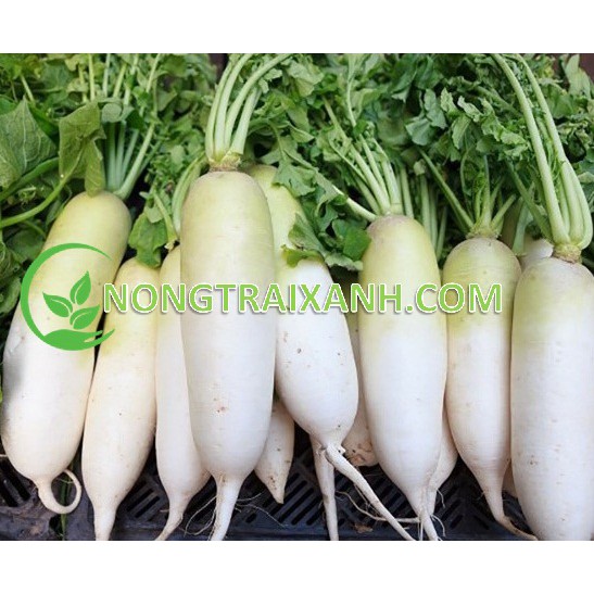 20GR - HẠT GIỐNG CỦ CẢI TRẮNG LÁ NGẮN