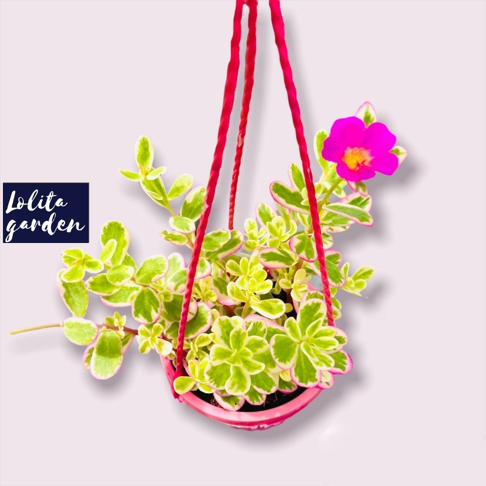 Sen đá sedum cỏ sam chậu treo Đà Lạt size trung bình cây cảnh trang trí nhà cửa Lolita garden