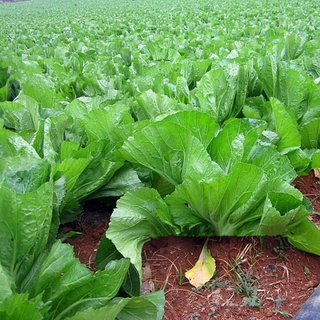 Hạt giống cải bẹ dưa muối ( 10 gram)