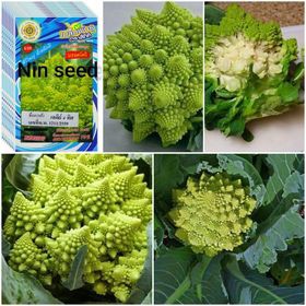 Hạt Giống Súp Lơ San Hô - 200 hạt