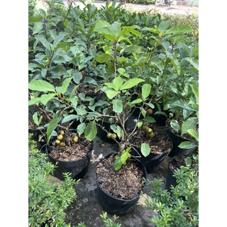 Cây sung mỹ