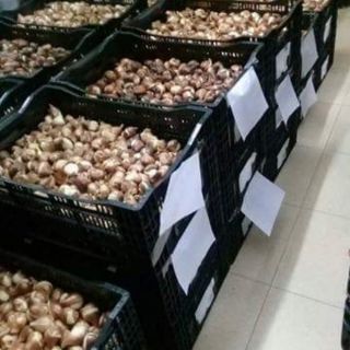 CÂY HOA TUYLIP MIX  10 MÀU