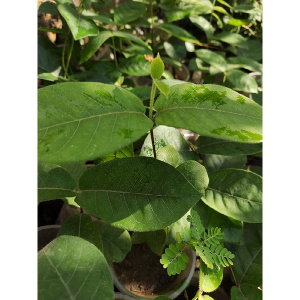 Cây Hà Thủ Ô Trắng