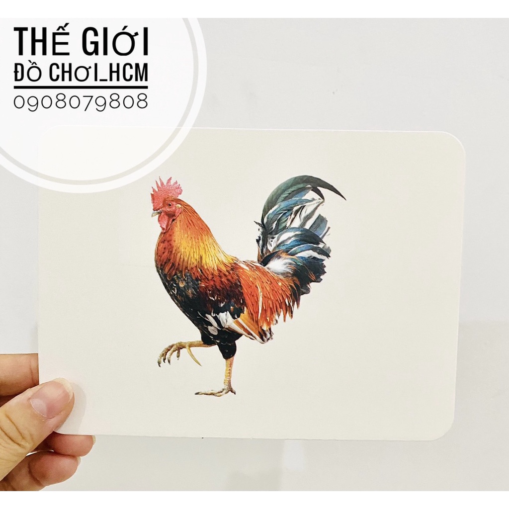 [19 CHỦ ĐỀ LOẠI LỚN] Bộ thẻ học thông minh 253 Flashcards song ngữ Anh Việt có phiên âm cho bé phát triển tư duy trí tuệ