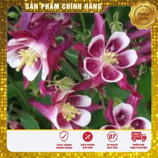 Hạt Giống Hoa Bồ Câu Mix
