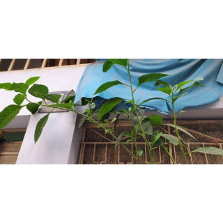 Cây m.ậ.t g.ấ.u. (cây lá đắng)