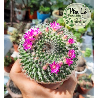 cây xương rồng bánh sinh nhật hoa xinh