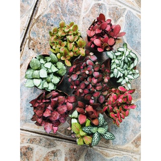 Cây cẩm nhung ( lá may mắn) nhiều màu