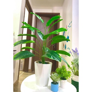 Cây Chuối Giả - Cây Cảnh