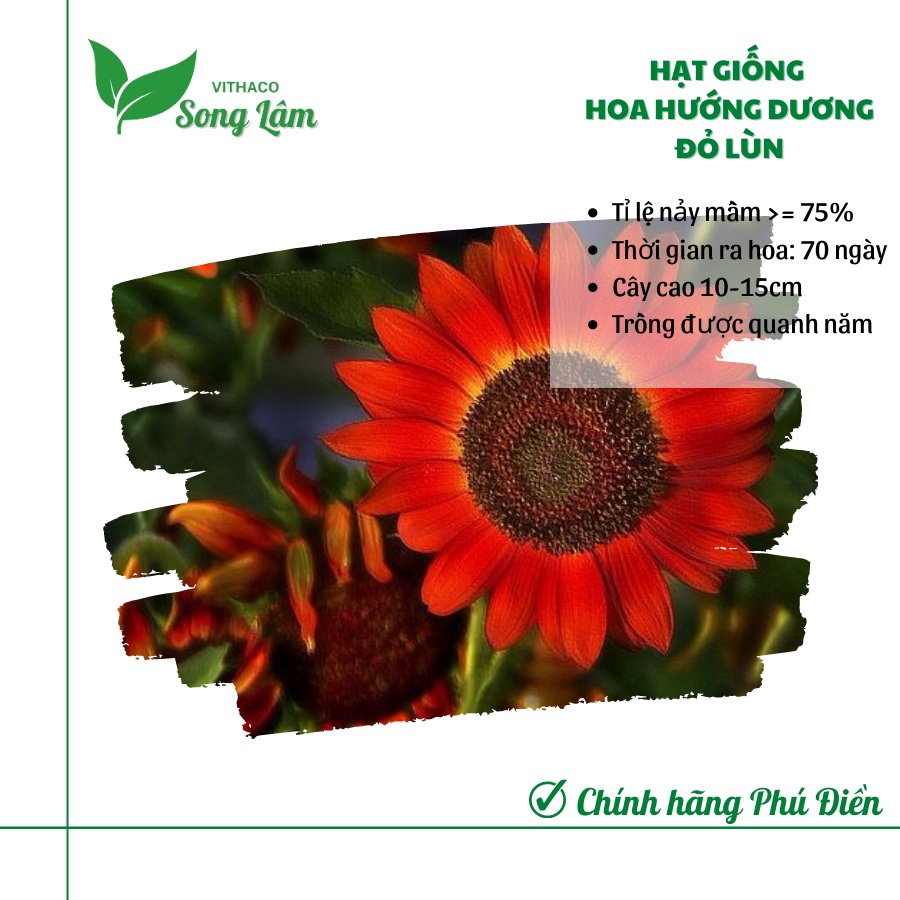 Hạt giống Hoa Hướng Dương Đỏ Lùn gói 30 hạt