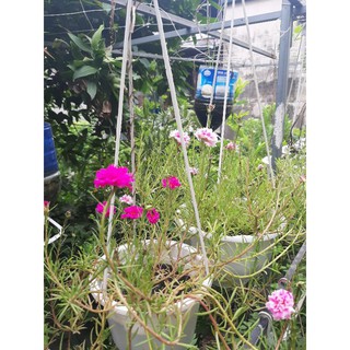 20 cành hoa mười giờ thái mix màu