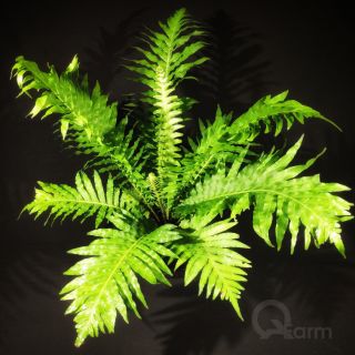 Dương xỉ khổng tước (Silver lady fern)