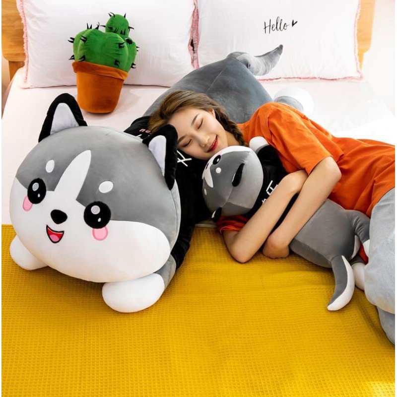 Mèo Bông Husky To Khổng Lồng Dễ Thương