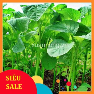 20g Hạt giống Rau Dền xanh