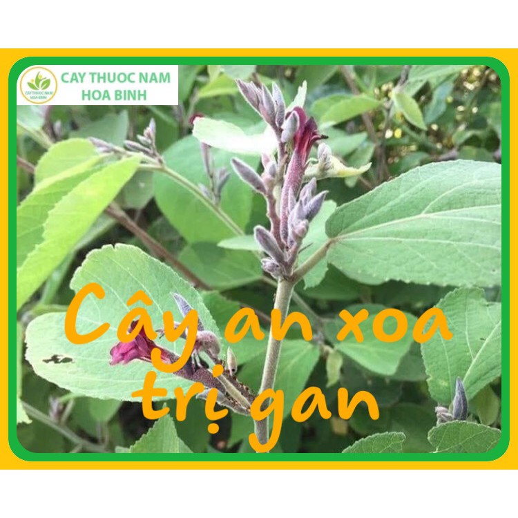 [GIÁ BUÔN] 1kg An xoa trị gan nhiễm mỡ (cam kết khô, sạch, mới) | BigBuy360 - bigbuy360.vn