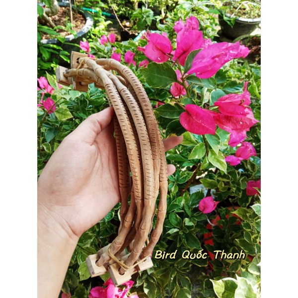Cầu cong tre dành cho Choè than, lửa