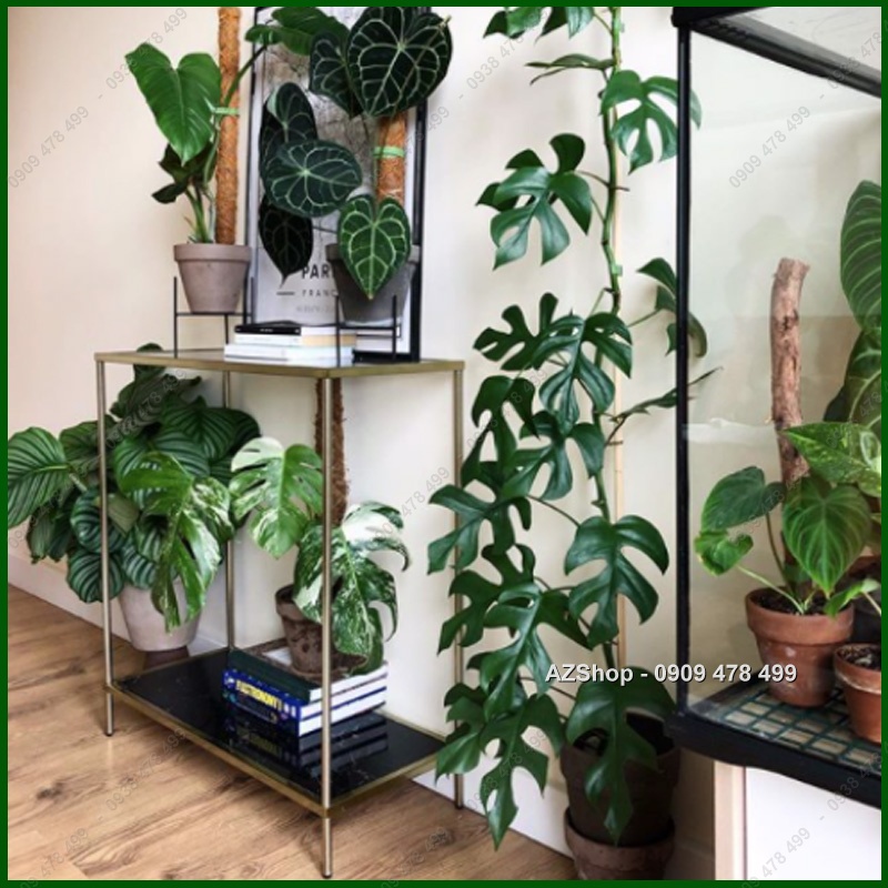 Cây Trầu Bà Lá Xẻ Thân Leo Monstera Mini - Kiểng Lá Trang Trí