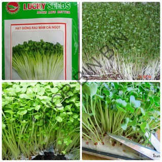 HG RAU MẦM CẢI NGỌT 50 GRAM