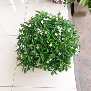 CÂY MAI CHIẾU THỦY