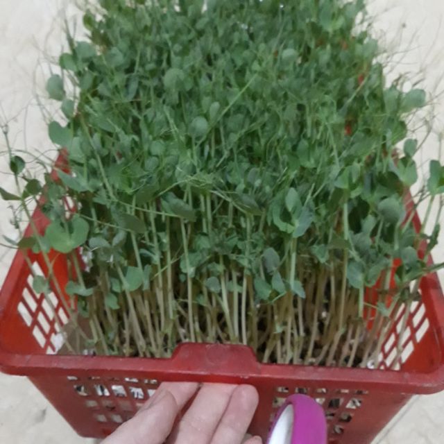 COMBO HẠT GIỐNG RAU MẦM CÁC LOẠI