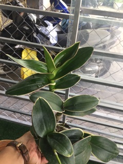Dendro đột biến lá biên