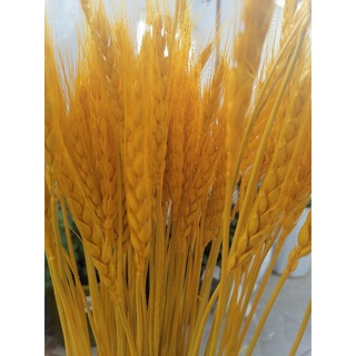 Bó bông lúa vàng tài lộc phong thủy (100 cây, 50cm)