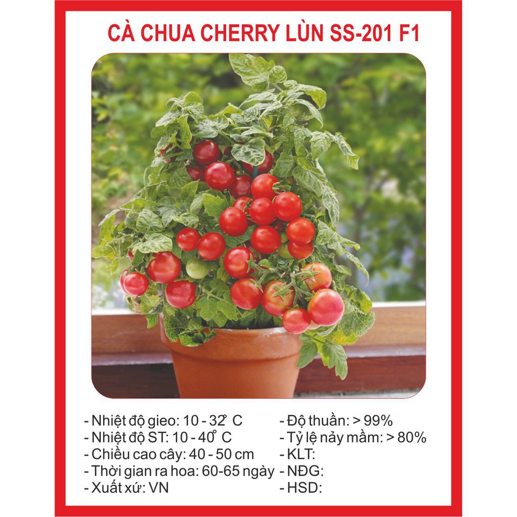 Hạt Giống Cà Chua Cherry lùn đỏ - 30 hạt