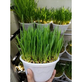 Hạt Giống Cỏ Lúa Mì (Mầm Lúa Mạch) • Cỏ Mèo Cao Cấp 80gr | mPETS