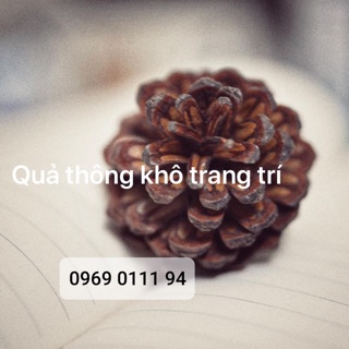 Quả thông cỡ nhỏ 10 quả