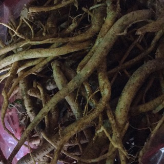 🍁☘️SÂM DÂY NGỌC LINH xô 5ky🌿🍁